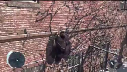 Assassin creed 3 En español Parte 8