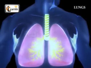 Human Lungs | Parts of Respiratory system | Human anatomy | 3D animation videos