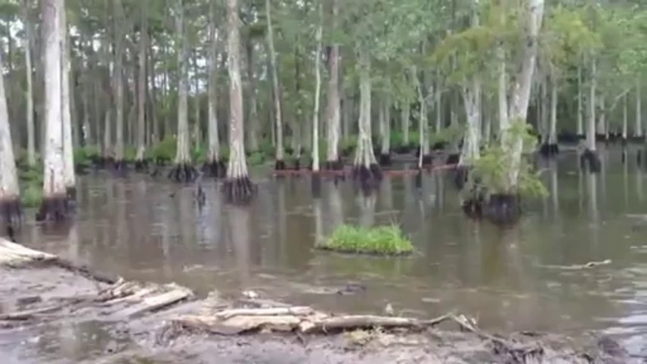 Flyover 82213   Louisiana Sinkhole Swallows Up Entire Trees In Seconds