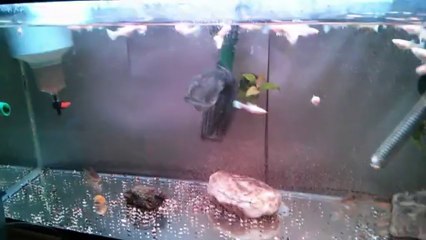 Albino Full Gold ( Artemia Keyfi 2 )