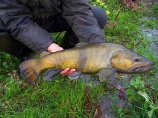 Pêche truite 2013