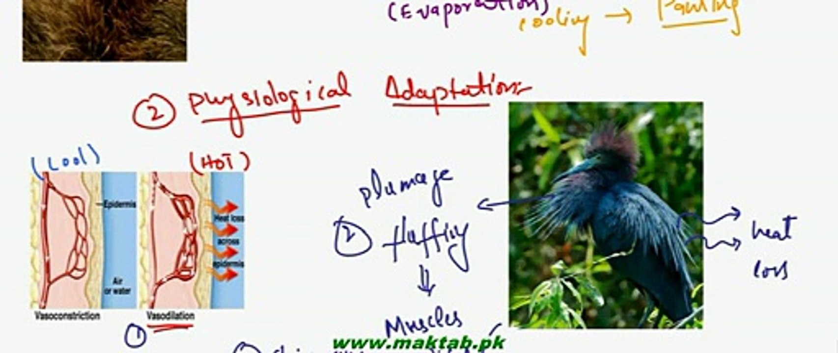 FSc Biology Book2, CH 15, LEC 16, Thermoregulation in Mammals, Adaptations and Fever