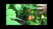 Food 4 Wealth-Growing Tomatoes Introduction