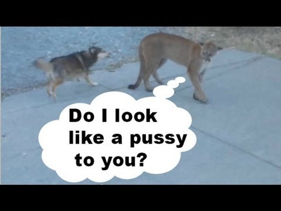 Douchebag Dogs viral YouTube videos show dogs harassing a cougar