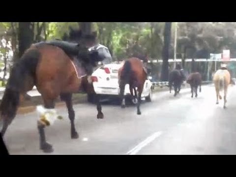 Mexico horse rampage: 30 police horses storm through Mexico City