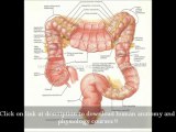 Download Latest Atlas Human Anatomy Free Download Ebook - Medical Studies | Medical University