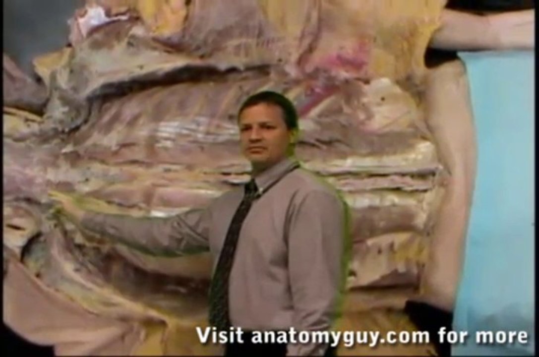 Deep Back Dissection Review Human Anatomy