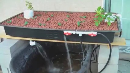 Easy DIY Aquaponics Review