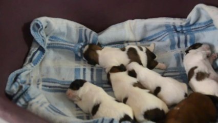 Bébés de Geisha 10 jours...