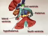 The Secrets Of The Human Brain - Human Anatomy Course Physiology