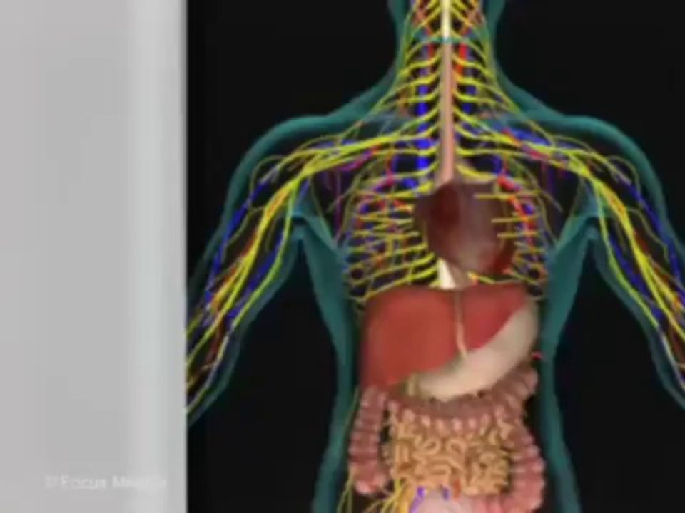 Animated Essential Atlas of Human Anatomy & Physiology