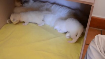 Jeux chatons 1 (17/09/13)