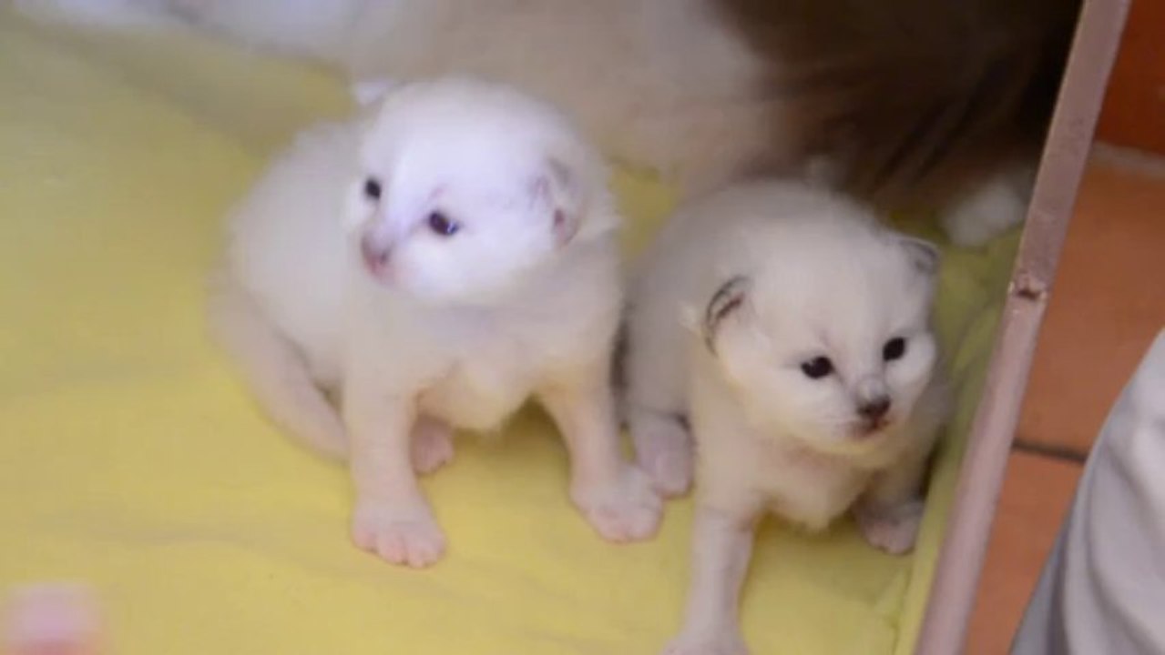 Jeux chatons 0 (17/09/13)