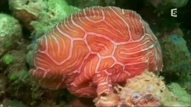 Dix drôles d'espèces