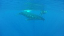 baleines run island