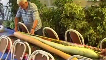 2 metre 20 santimetre boyunda kabak