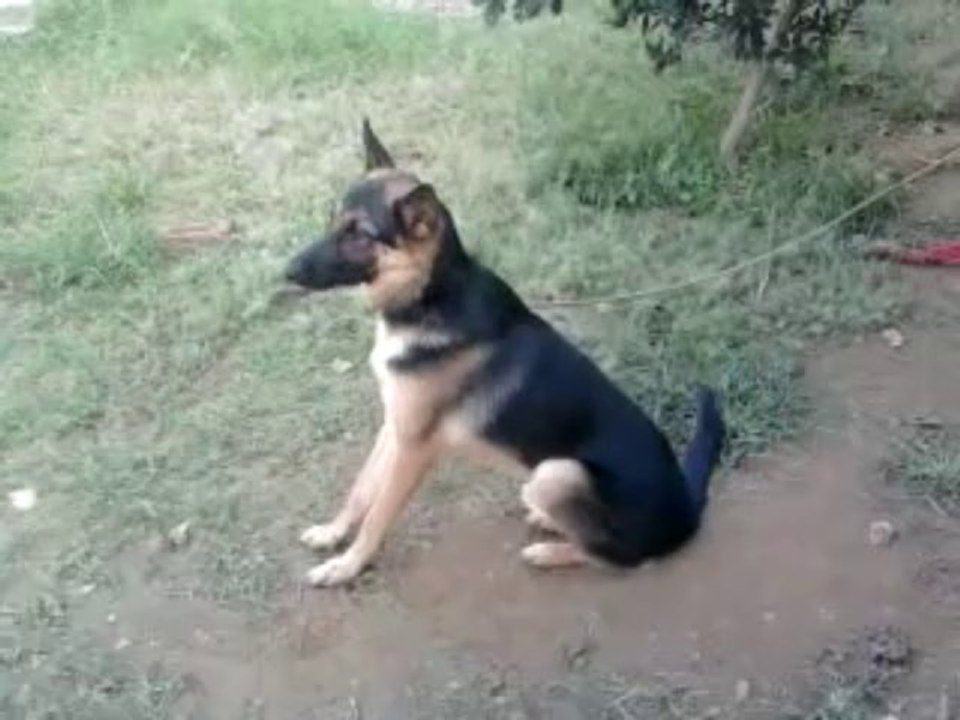 German Shepherd