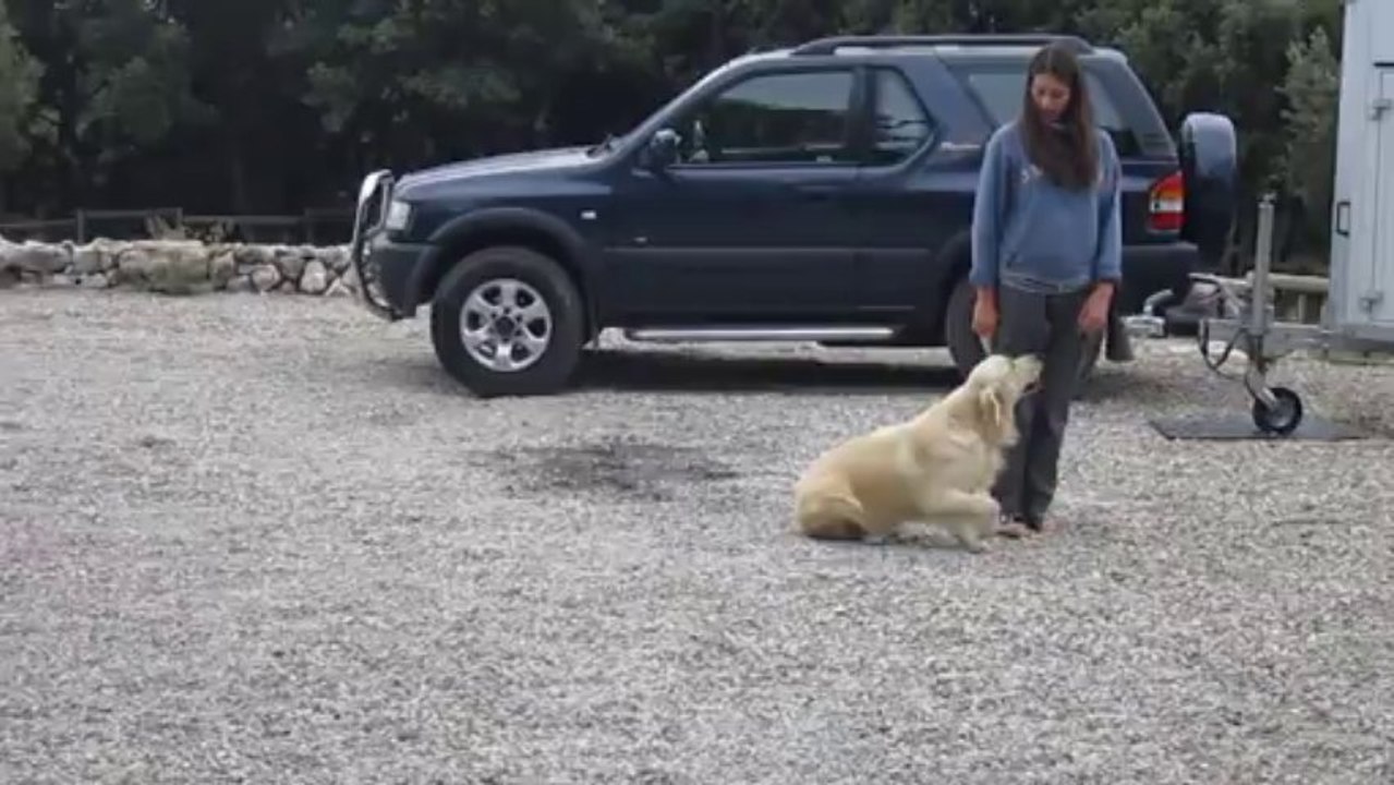 education golden retriever mâle castré LOF 1 an et demi