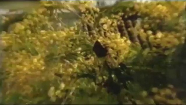 Dragana Mirkovic - Ruze cvetaju samo u pesmama