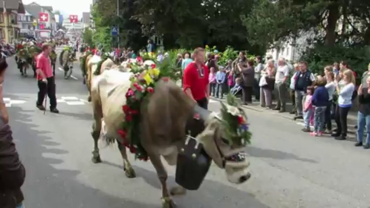 Cows Coming Home