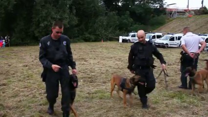 Démonstration brigade canine de la STIB