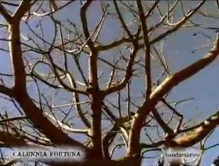 Gaetano Marino - Calunnia Fortuna