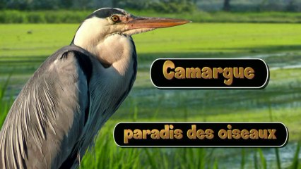 Camargue, paradis des oiseaux