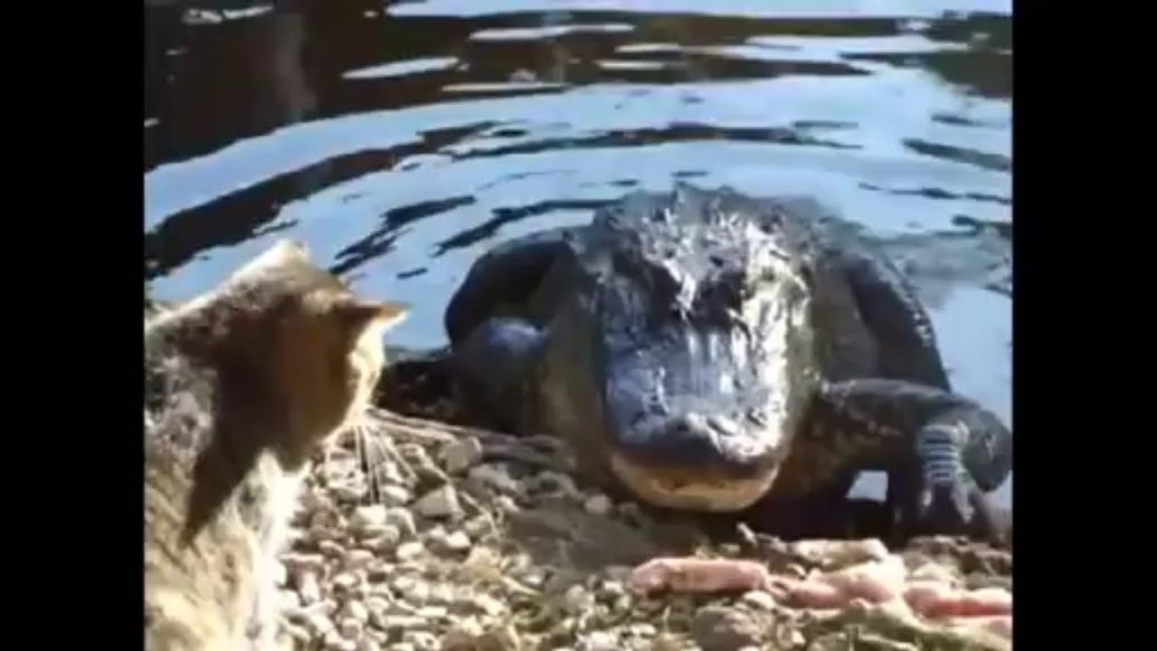 Funny Cats and Animals Compilation Oktober 2013