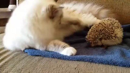 Chat contre Hérisson! ça pique!!!