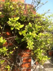 Un essaim d'abeille à l'hôtel de l'Abeille à Orléans