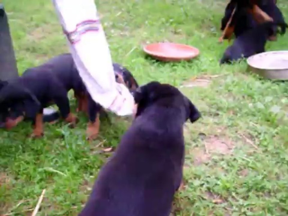 chiots beaucerons 29 septembre 2013