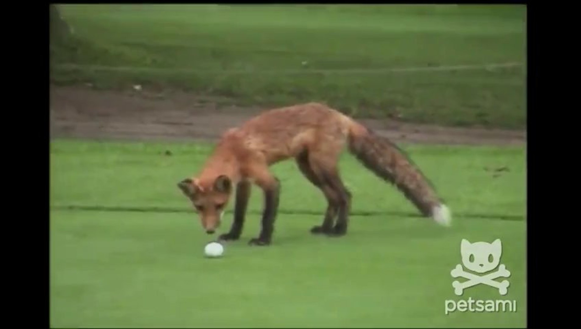 Un Bebe Renard Vole Une Balle De Golf Et Joue Avec Trop Mignon Video Dailymotion
