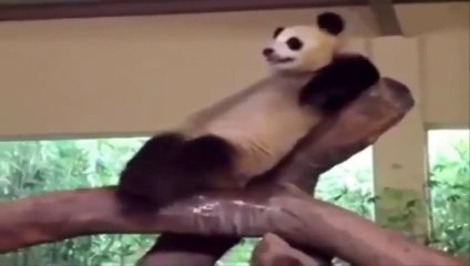 The Best Funny Animal Video on the internet - Wins & Fails