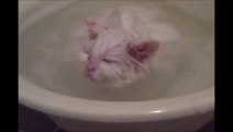 Voici un chaton qui refuse de quitter un bain chaud... Extra!!