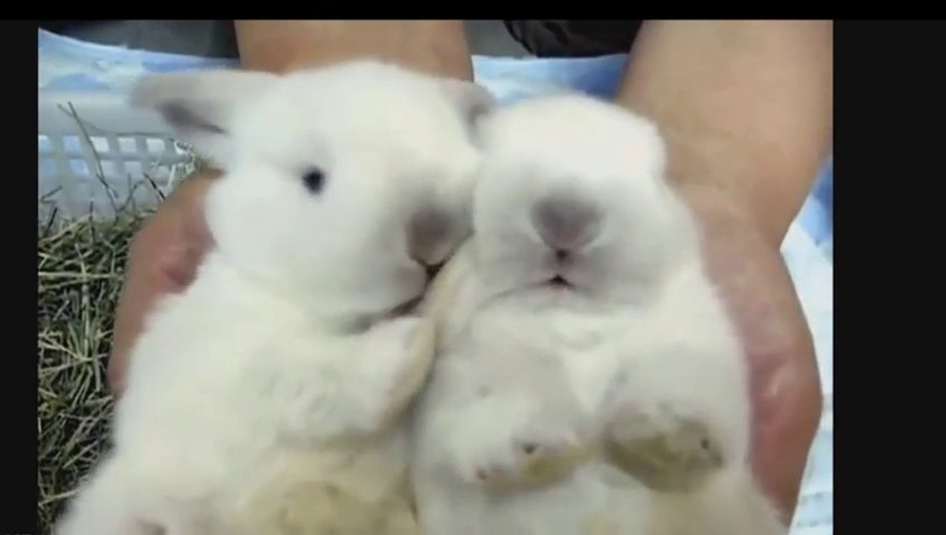 ⁣Cutest Animals On Planet Earth - 2013 Compilation