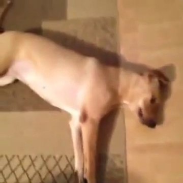 Dog pretending he is dead - Best Funniest Vines