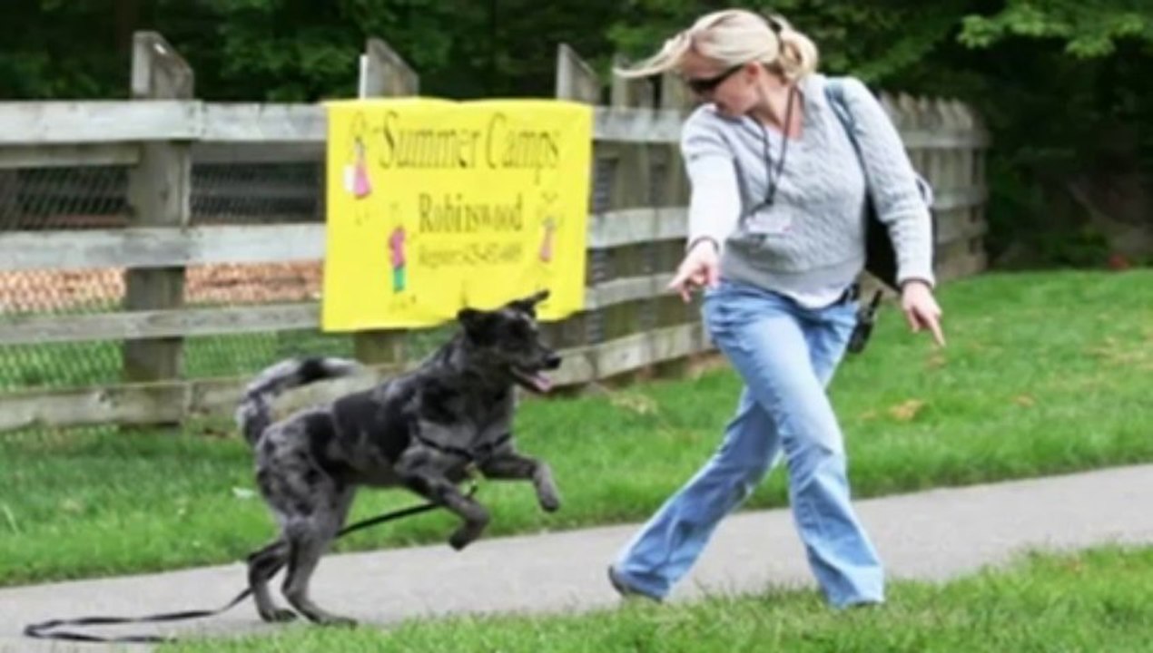And Dog Training - The Online Dog Trainer