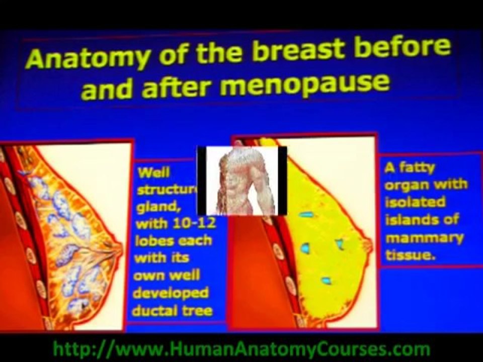 Free 3d Human Anatomy Software