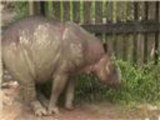 الانقراض يهدد وحيد القرن السومطري