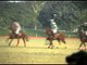 The royal sport - Horse Polo