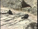 Yellow-billed Choughs as seen during summit attempt