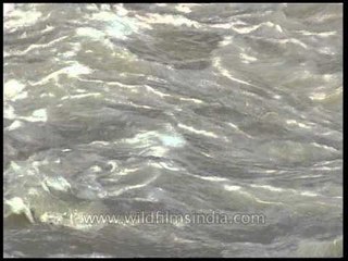 Yamuna River flowing below the Okla bank