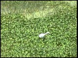Stork hunting among hyacinths