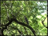 Shikra perches on a branch in the Aravallis