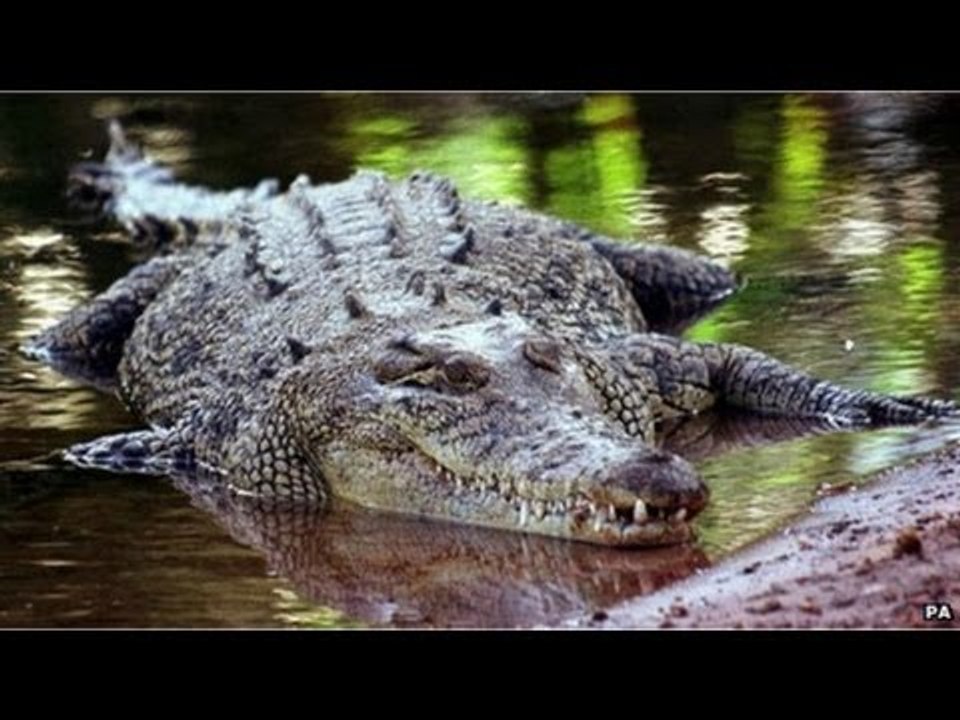 Crocodile traps NZ man on Australian island for two weeks
