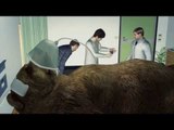 Russian tourists beat up bear at Polish national park