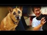 Australian diplomat sues Taiwanese vet for not euthanizing his dog