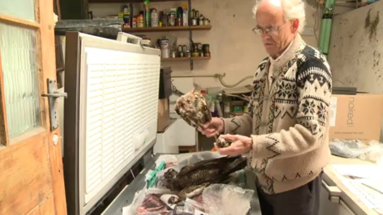 Badger stew is gourmet dining for British roadkill fan