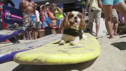 Dog surfers battle it out on California waves