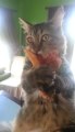 Kitten refuses to let go of pizza